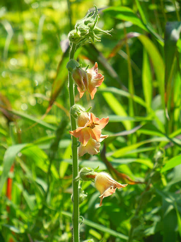 Knekttobak _Nicotiana glutinosa_ 'Big Mouth'.
Foto: Sylvia Svensson