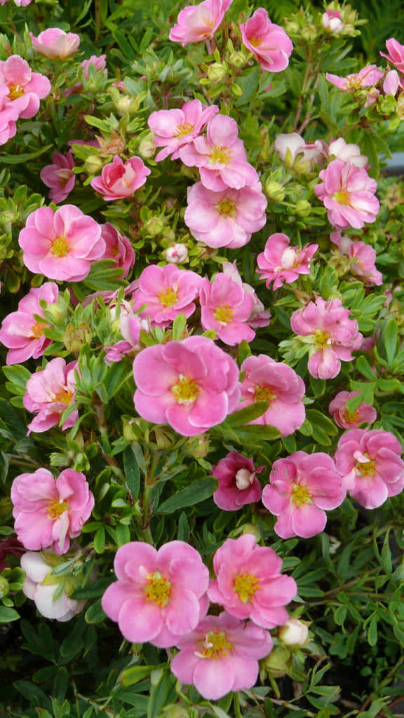 _Potentilla fruticosa_ 'Pink Paradise', en rosa och rolig tok. 

Foto: Pepinieres Minier/Splendour Plant