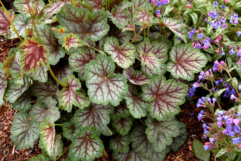 Alunrot, _Heuchera_ 'Green Spice'.