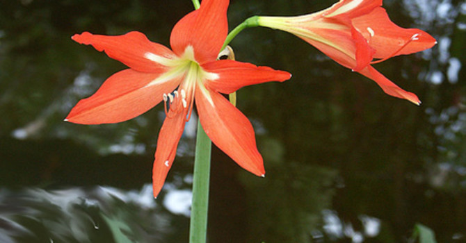 _Hippeastrum rutilum_ "äkta makar" eller "gubben och gumman".
Foto: Sylvia Svensson