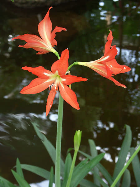 _Hippeastrum rutilum_ "äkta makar" eller "gubben och gumman".
Foto: Sylvia Svensson

