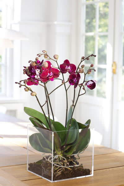 Orkidé i fyrkantig glaskruka. Foto: Floradania