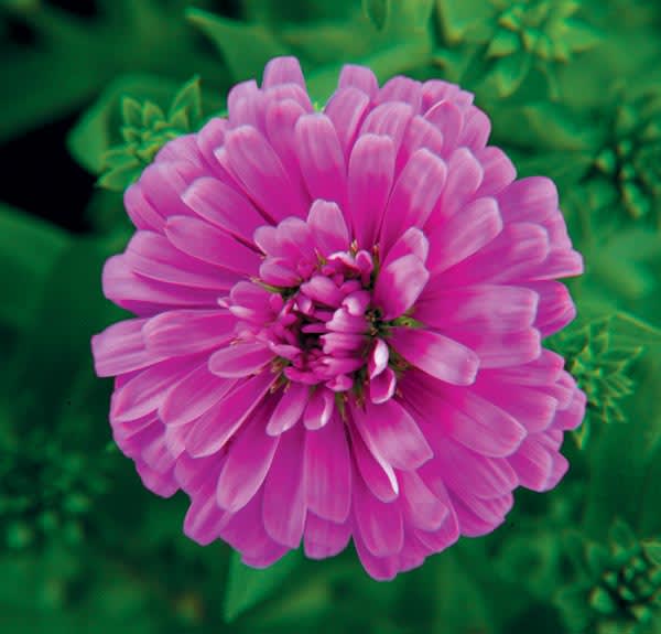 _Aster novi-belgii_ 'Elizabeth'.