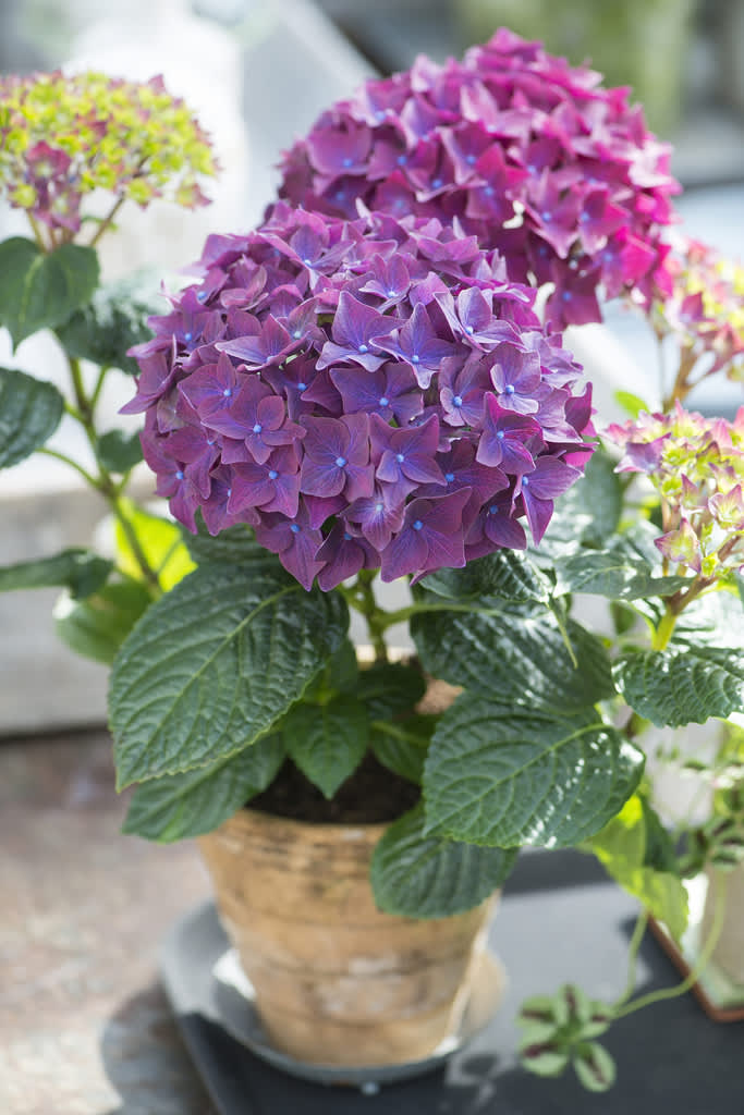 Härligt ljuv hortensia, _Hydrangea_ 'Deep Purple'. Foto: Claus Dalby
