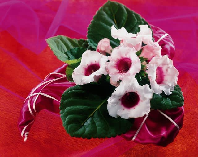 Gloxinia, _Sinningia speciosa_. Foto: Blomsterfrämjandet/FD.