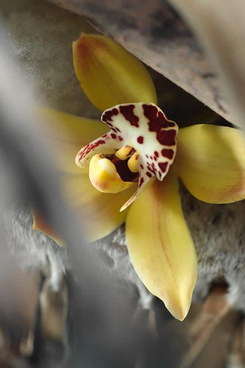 Cymbidium (_Cymbidium_).