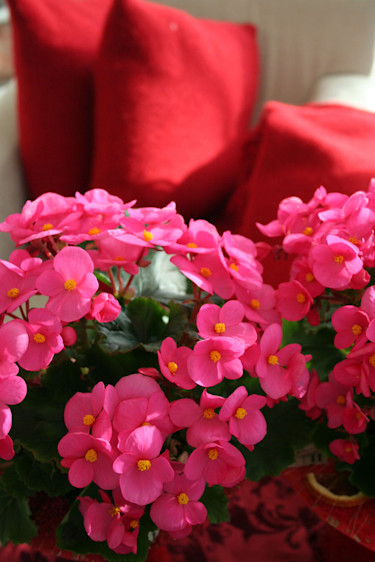 Röd Jul med julbegonia.