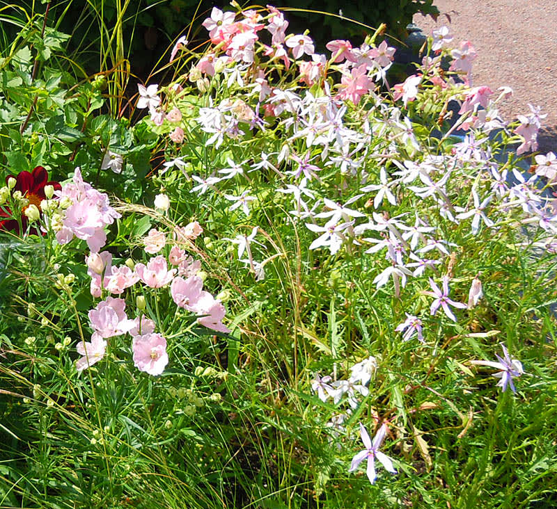 Silverrosa inslag.
Foto: Sylvia Svensson