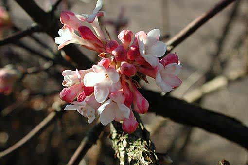 _Viburnum_ x_bodnantense_ 'Dawn'