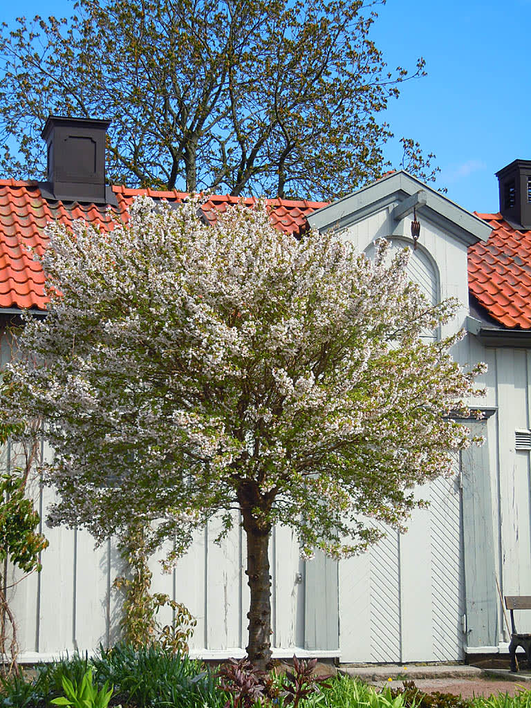 En mycket äldre 'Kojou-no-mai' i Gbg's Botan. Foto: Sylvia Svensson
