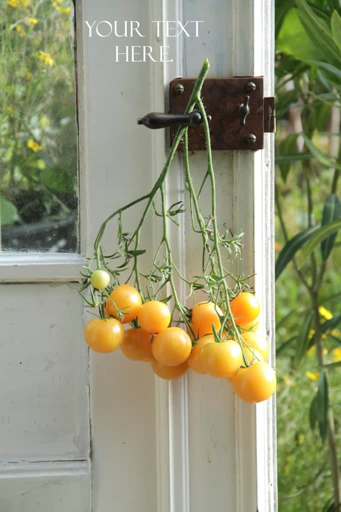 Den ljusgula tomatsorten 'Wapsipinicon Peach'.