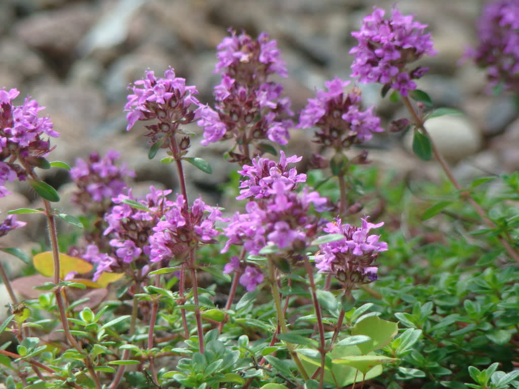 Timjan och andra kryddörter kan odlas för smakens, doftens och den ljuvliga blomningen skull. Odla någon planta för skörd och något till lyst av dina favoritsorter! Foto: Katarina Kihlberg