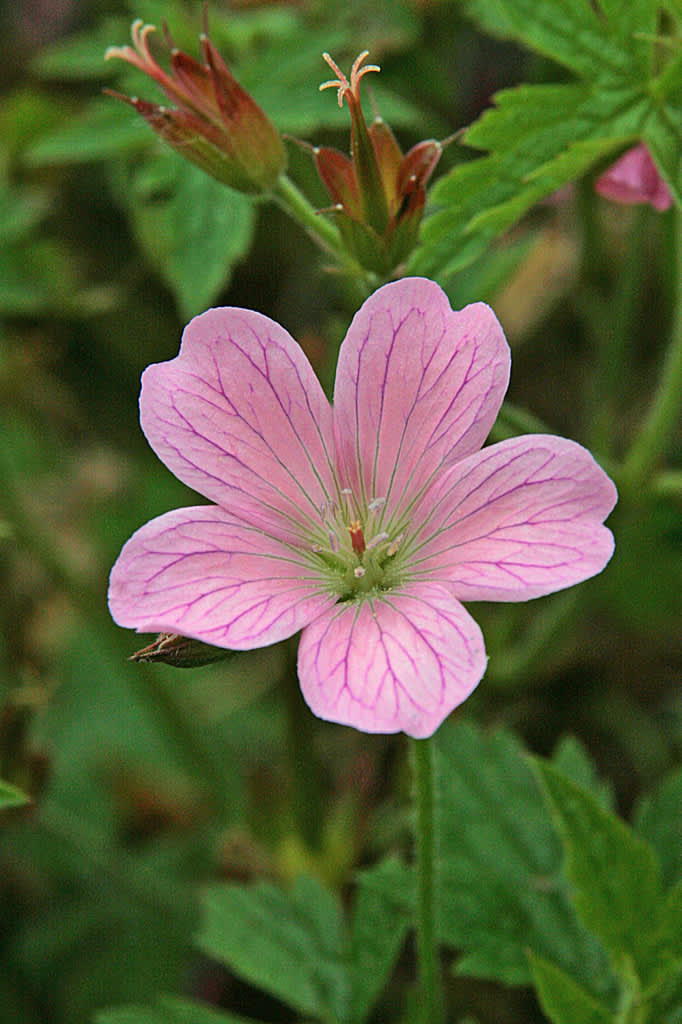 Spansk näva 'Wargrave, _Geranium endressi_, är årets bonusnäva hos Odla.nu. 

