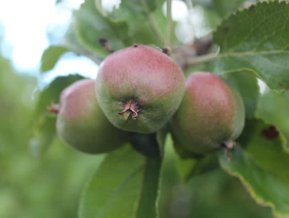 Äppelkart på gång! / Foto: Anna Theorin