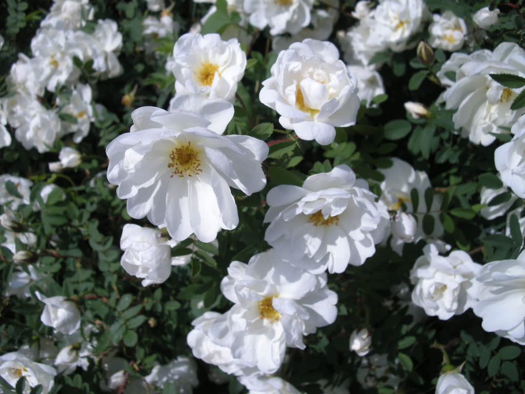 Buskros, Finlands vita ros, _Rosa pimpinellifolia_ 'Plena'.Foto: Sylvia Svensson