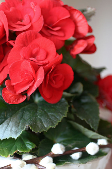 Begonia 'Baladin'.