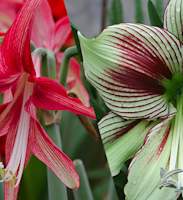 amaryllis