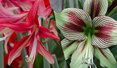 amaryllis