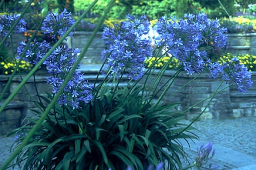 Kärlekslilja - Afrikas blå lilja, _Agapanthus_ i Mainau.