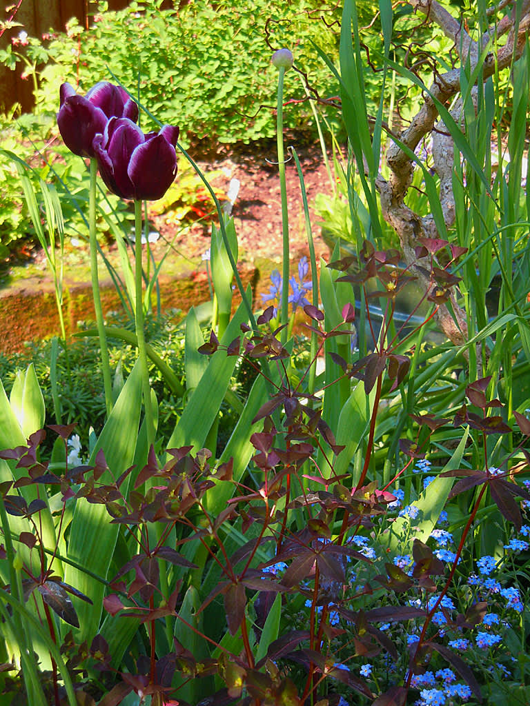 Mandeltörel, _Euphorbia amygdaloides_, med purpurfärgade tulpaner.
Foto: Bernt Svensson