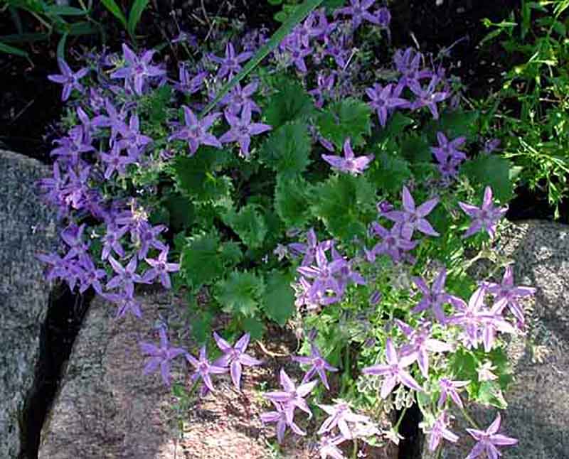 _Campanula poscharskyana_.
Foto: Bernt Svensson