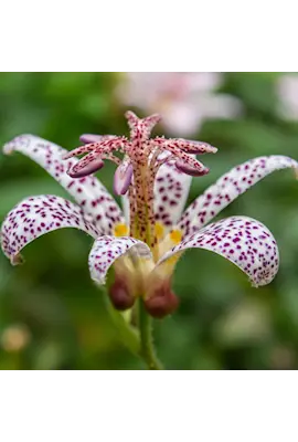 skugglilja-purple-beauty-3st-barrotad-2