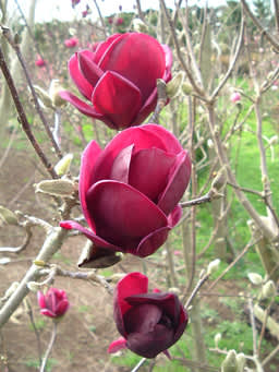 Magnolia 'Genie', lättodlad och blomvillig. 
Foto: Blomsterlandet