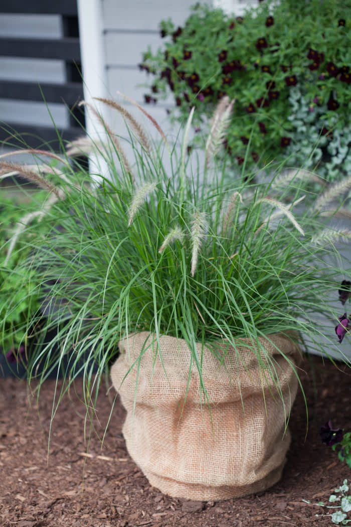 Pennisetum sataceum 'Green Fountain'. Foto: Blomsterfrämjandet