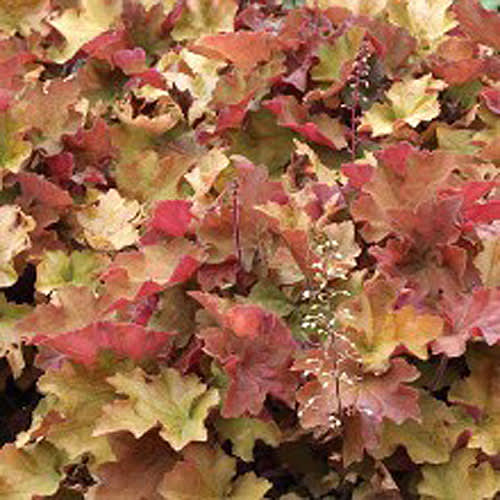 Alunrot, _Heuchera_ 'Caramel'Foto: Odla.nu