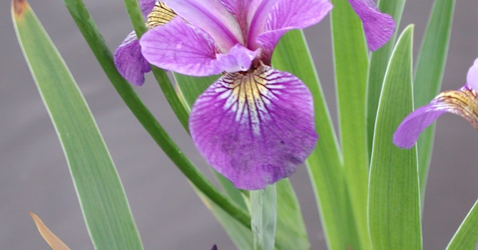 _Iris setosa_, sumpväxt.