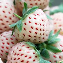 Pineberry - som en liten ananas förpackad i en vit jordgubbe!