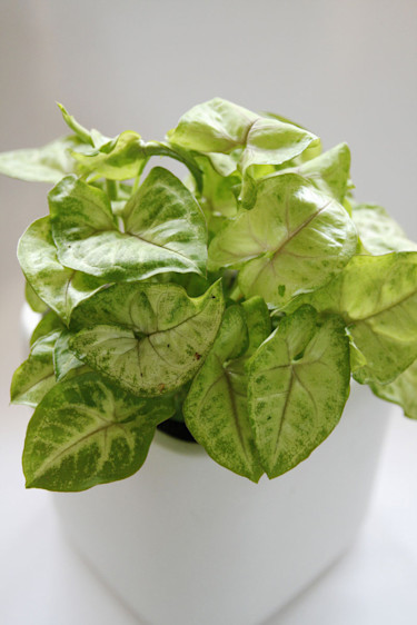 Gröna växter - mer än bara grönt. Pilspetsranka, _Syngonium podophyllum_ 'Andrea'.