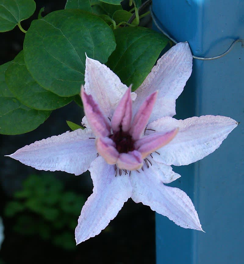 Clematis 'Marmori'. Foto: Sylvia Svensson