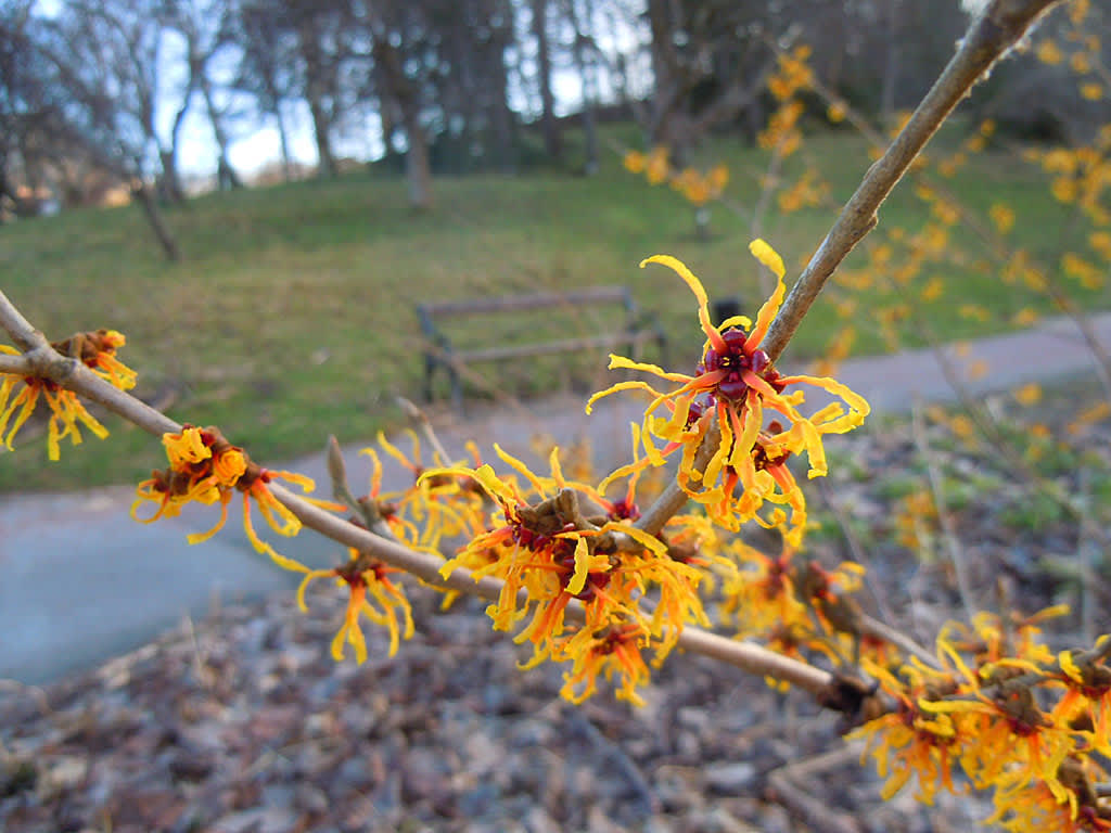 'Vesna', trollhasselhybrid av en nyare sort med mjukt orange blommor. 
Foto: Sylvia Svensson