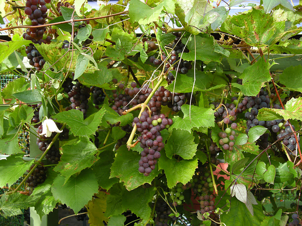 Vindruvan _Vitis_ 'Beta'.Foto: Sylvia Svensson