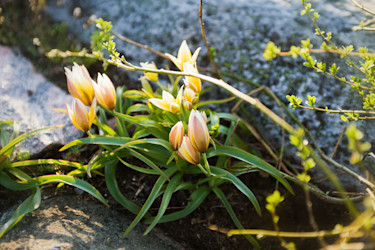 Flocktulpan, _Tulipa tarda_.
