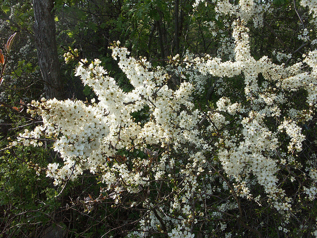 _Prunus spinosa_, slån.
Foto: Bernt Svensson