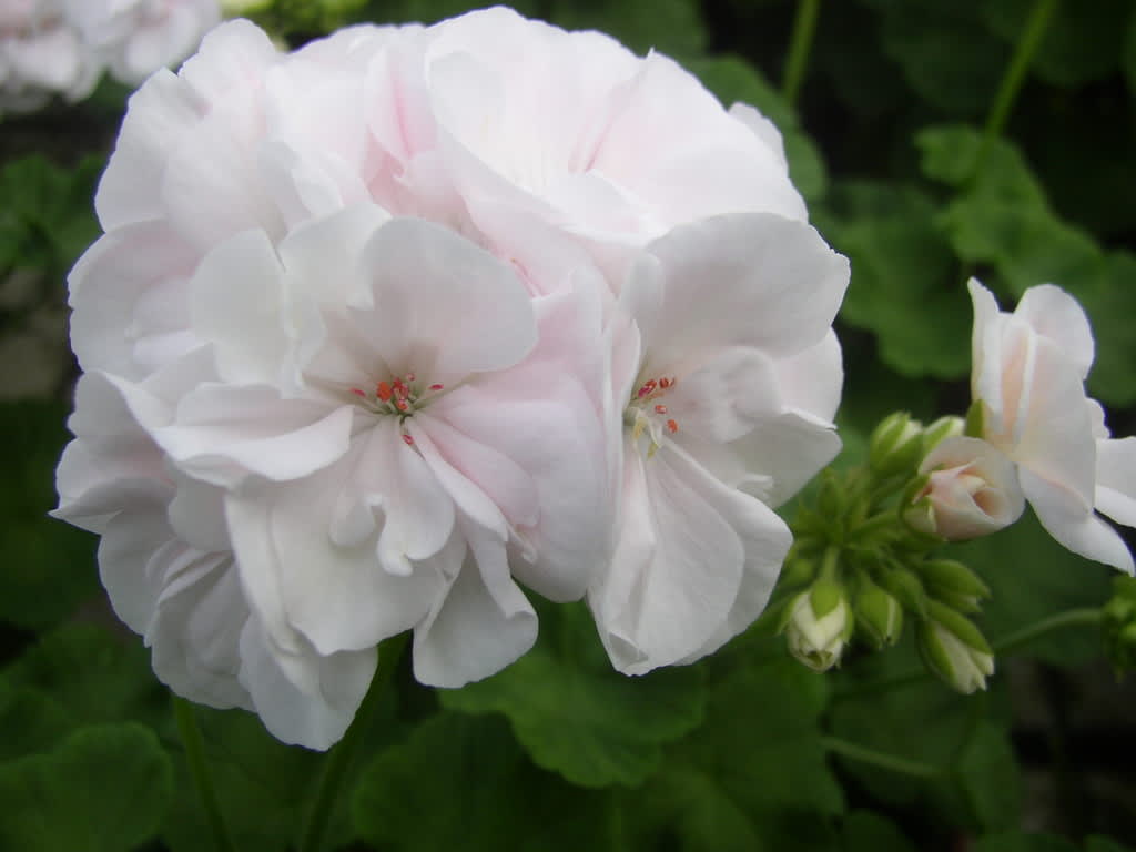 Zonalpelargonen 'Nicolaj' , en vacker, Mårbackaliknande  dubbel pelargon, döpt efter danske prinsen Joakims och prinsessan Alexandras äldste son. 