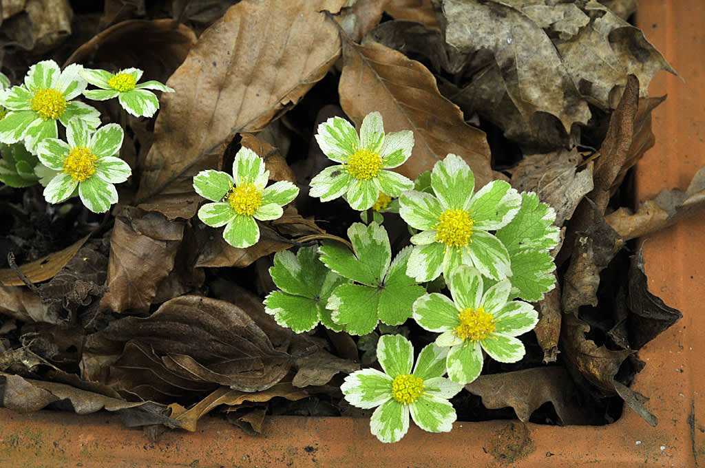 _Hacquetia epipactic_ 'Thor', gullflocka, på utställningen "Hannu gör vår" på Sofiero slott och slottsträdgård. Foto: Bernt Svensson