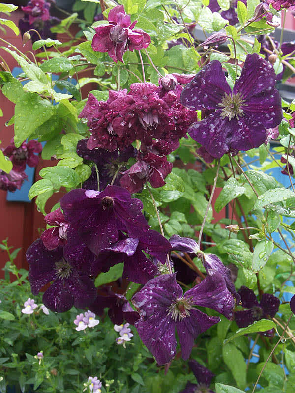 _Clematis viticella_ 'Purpurea Plena Elegans' + 'Royal Purple', båda småblommiga.
Foto: Sylvia Svensson