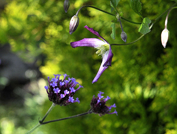 clematis rubromarginata snackar med jatteverbena i samma farg