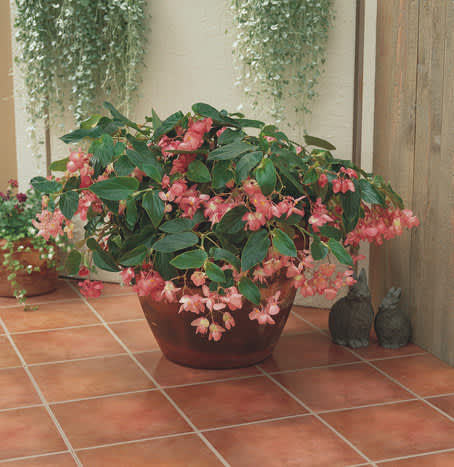 Begonia 'Dragon Wing' Pink.