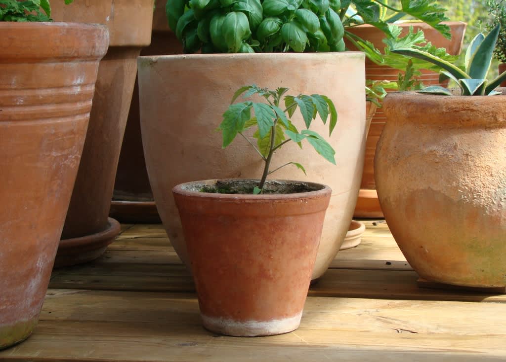 En tomatplanta på väg upp i sin kruka på balkongen. Snart får den en större kruka där den kommer att frodas och må fint! Foto: Katarina Kihlberg. 