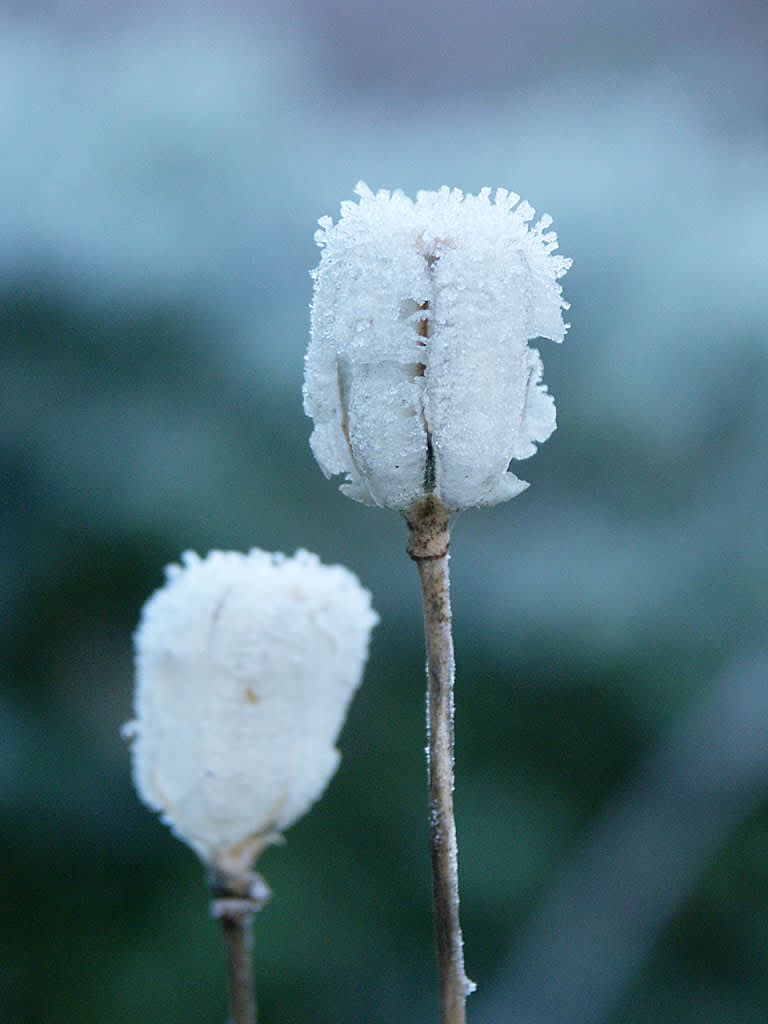 Krolliljans fröställning med rimfrost. Foto: Sylvia Svensson