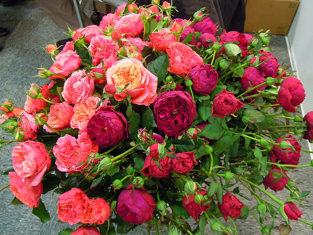 Nyhet på Elmia Garden: Rosen Tantau: 'Ascot' (röd), 'Augusta Luise' (aprikos), 'Bailando' (rosa). Foto: Sylvia Svensson