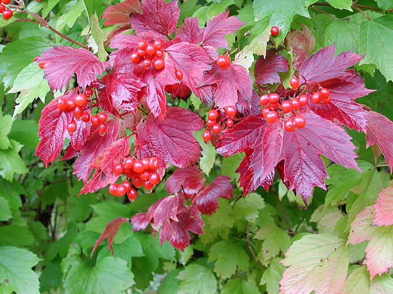 Viburnum opulus med bär och höstfärger