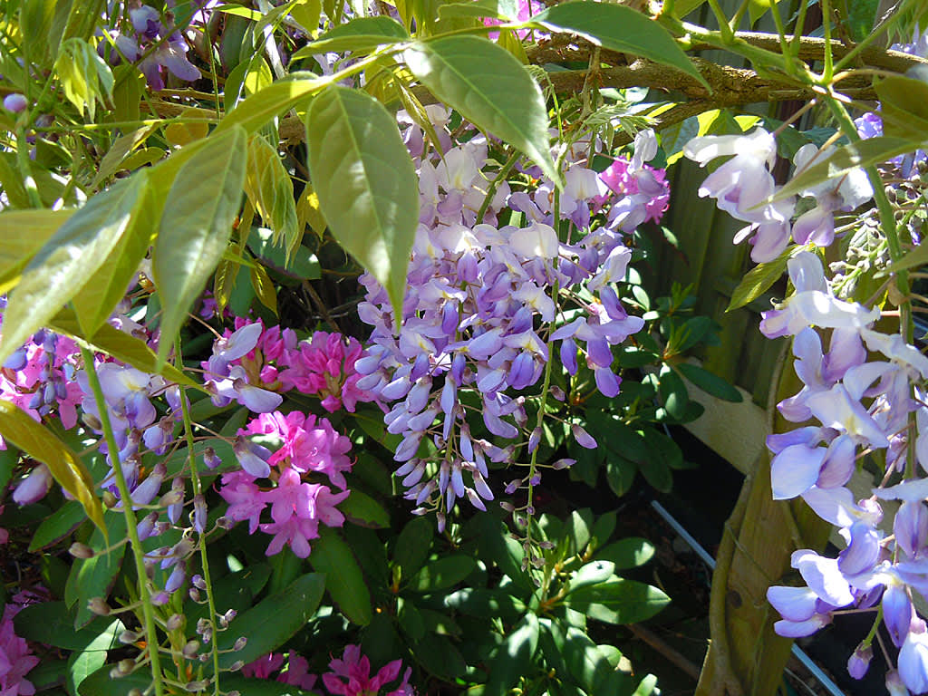 Blåregnet _Wisteria sinensis_ 'Caroline' med rododendron.
Foto: Sylvia Svensson