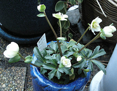 _Helleborus_ 'Joshua', småblommig dvärgjulros.