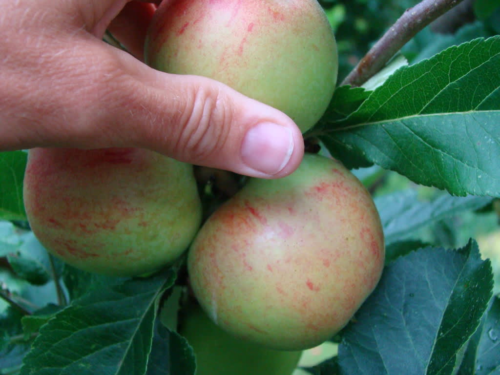 Här blir det bara ett av tre äpplen kvar. Foto: Katarina Kihlberg 