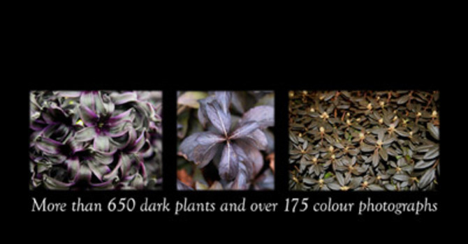 Black Magic & Purple Passion